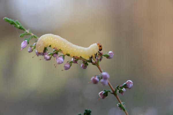 Nématodes anti larves otiorhynque : une protection éco-responsable