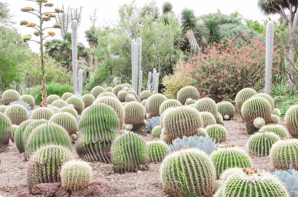 Que faut-il savoir concernant un jardin sec ?