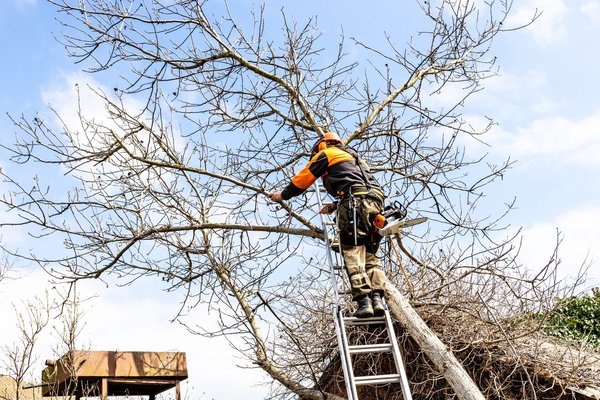 comment bien choisir et entretenir vos arbres fruitiers