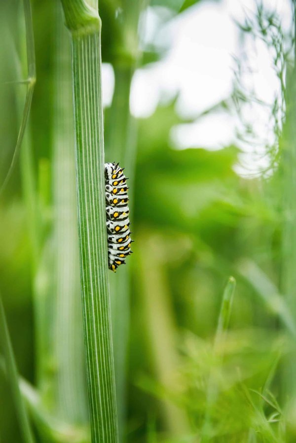 Comment lutter l’invasion des chenilles processionnaires dans le 77 Seine et Marne ?