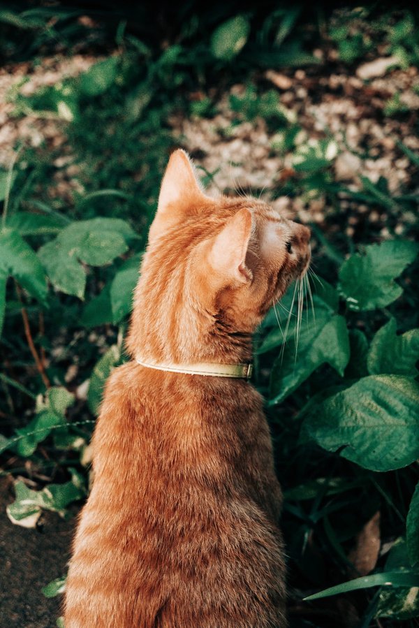 Quels sont les avantages d'une entrée de maison avec jardin d'eau ?