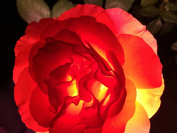 Un souvenir éternel : acheter une rose préservée sous cloche