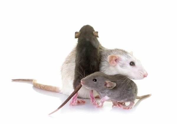 Du confort à la santé : comment choisir son expert anti nuisible ?